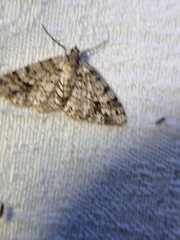 Myrioblephara desumpta