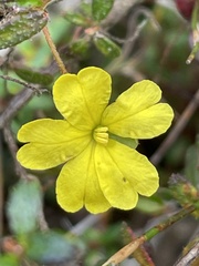 Hibbertia empetrifolia