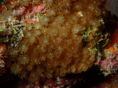Goniopora