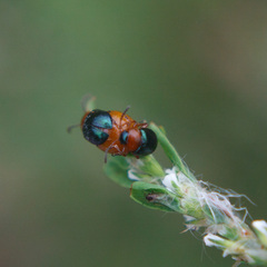 Gastrophysa polygoni