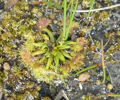 Drosera