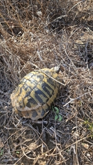 Testudo hermanni