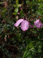 Tetratheca thymifolia