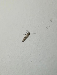 Lepidoptera