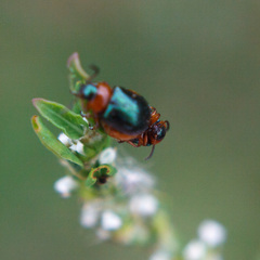 Gastrophysa polygoni