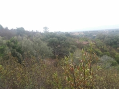 Quercus rotundifolia