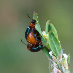 Gastrophysa polygoni
