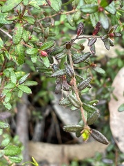 Hibbertia empetrifolia