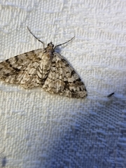 Myrioblephara desumpta