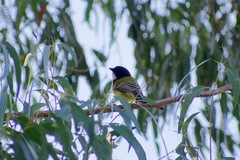 Pachycephala pectoralis