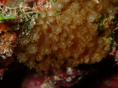 Goniopora