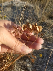 Ferulago galbanifera