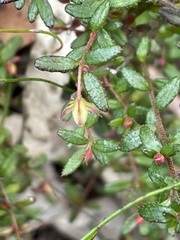 Hibbertia empetrifolia