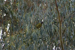 Nesoptilotis leucotis