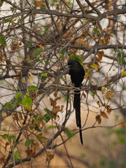 Lanius melanoleucus