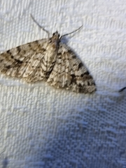 Myrioblephara desumpta