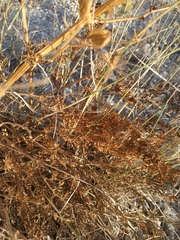 Ferulago galbanifera