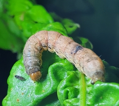 Mamestra brassicae