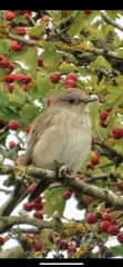 Muscicapa striata striata