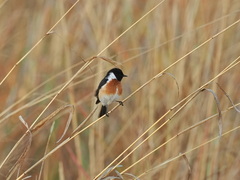 Saxicola torquatus