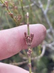 Allocasuarina nana
