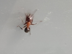Myrmentoma
