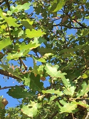 Quercus pubescens