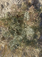 Seseli gummiferum