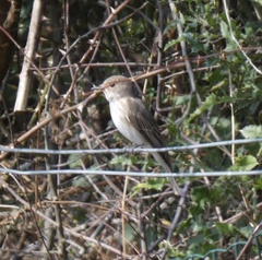 Muscicapa striata striata