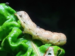 Mamestra brassicae