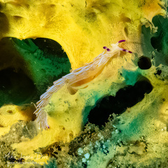 Pteraeolidia ianthina