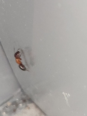 Myrmentoma
