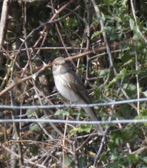 Muscicapa striata striata