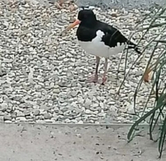 Haematopus ostralegus