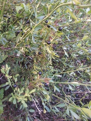 Chrysojasminum fruticans