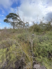 Allocasuarina nana