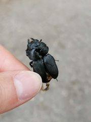 Dorcus parallelipipedus