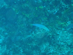 Hologymnosus doliatus