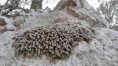 Lobivia silvestrii