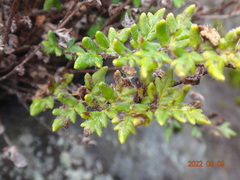 Cheilanthes distans