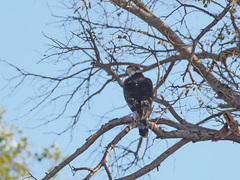 Aquila spilogaster