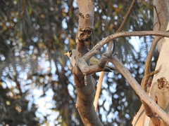 Manorina melanocephala