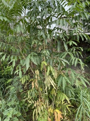Sapindus mukorossi