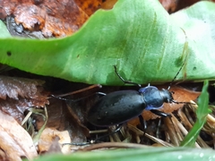 Carabus violaceus