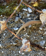 Podarcis erhardii