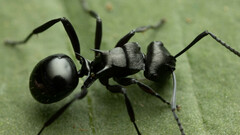 Polyrhachis clio