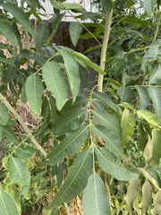 Sapindus mukorossi