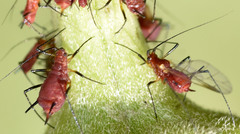 Uroleucon obscuricaudatum