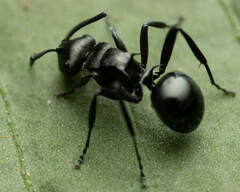 Polyrhachis clio
