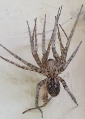 Tegenaria